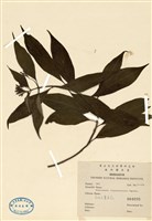 藏品(台北玉葉金花)的圖片